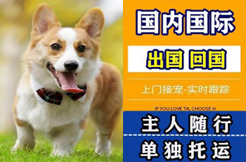 辽阳市宠物托运公司辽阳市宠物托运公司辽阳市宠物托运公司