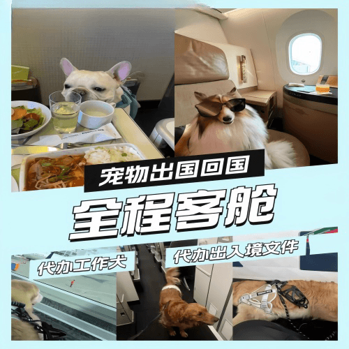 辽阳市宠物托运到白俄罗斯宠物入境规定和要求