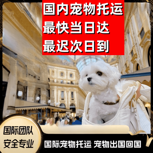 辽阳市到澳大利亚（澳洲）宠物入境规定和要求